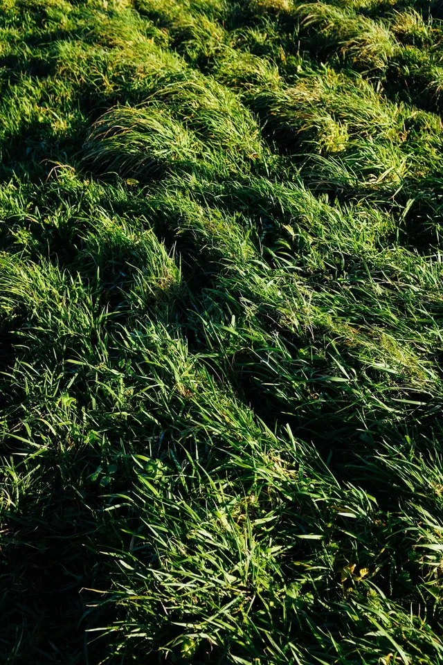 Crab Grass