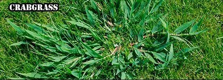 A patch of green crabgrass spreading outward from a central point, shown growing within a lawn.