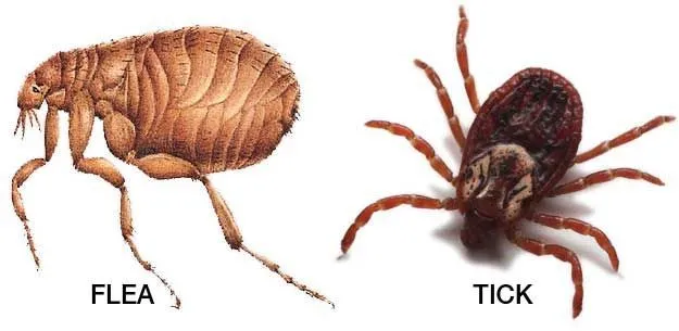 A side-by-side comparison showing a brown, laterally flattened flea on the left and a round, eight-legged tick on the right.