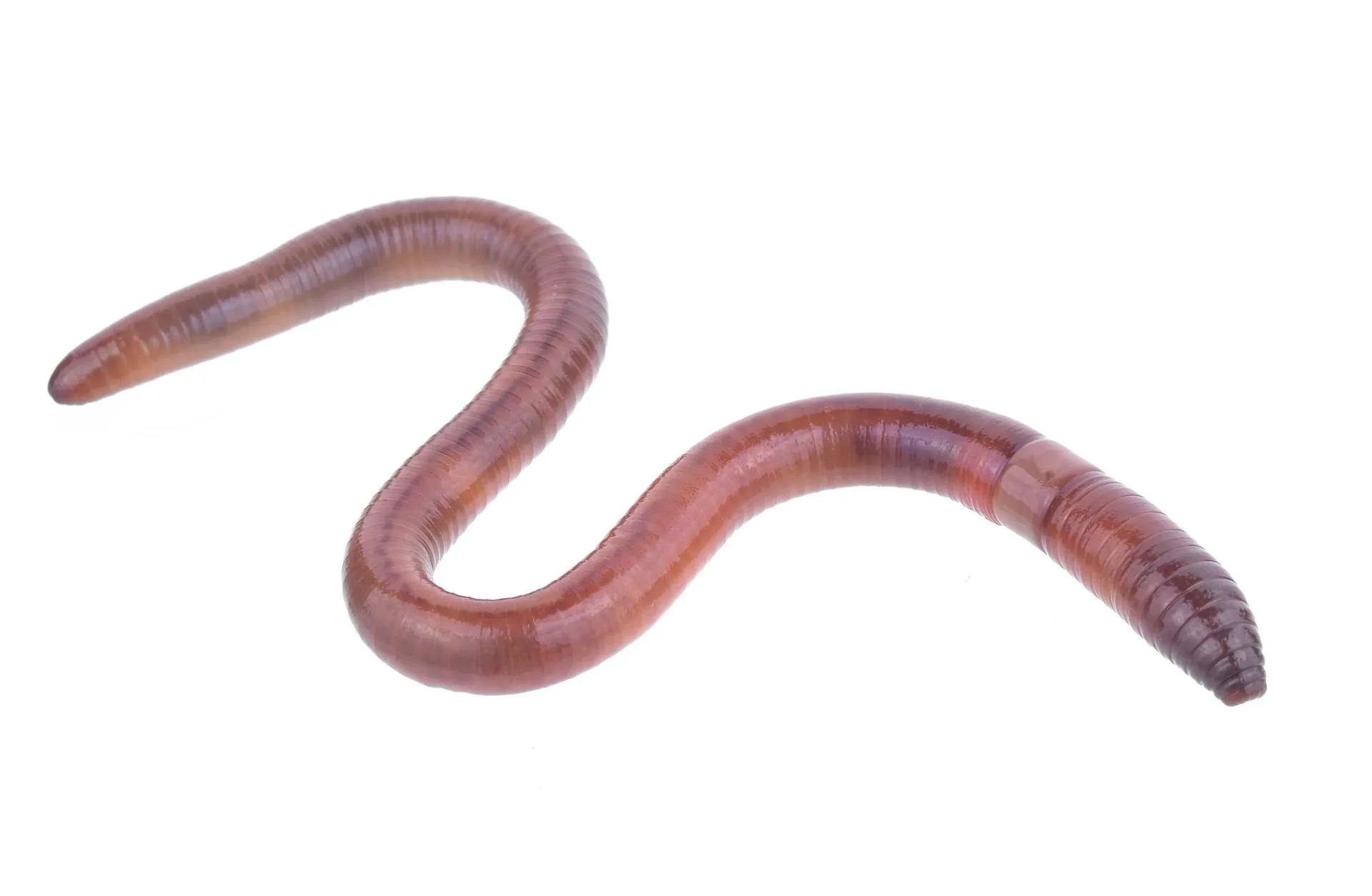 A reddish-brown earthworm isolated against a white background.