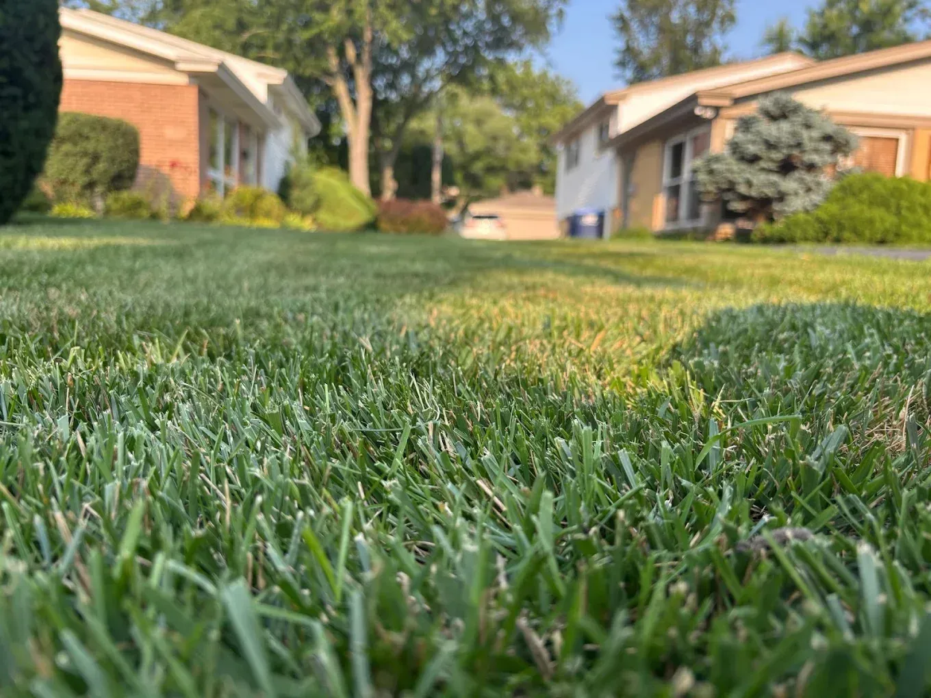 Close-up of a healthy green residential lawn in Billings, Montana