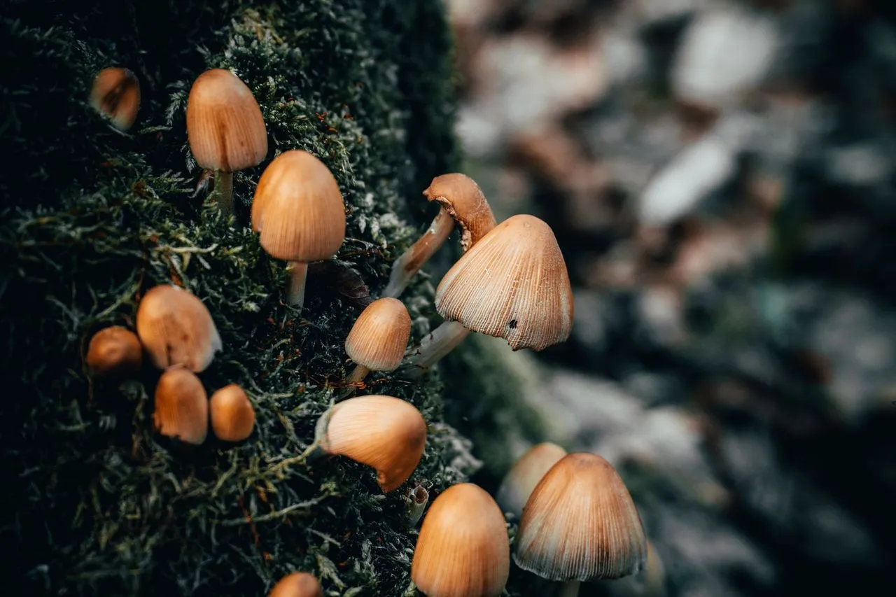 Fungus