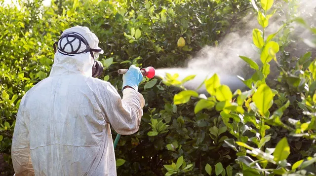 Lawn Insect Control