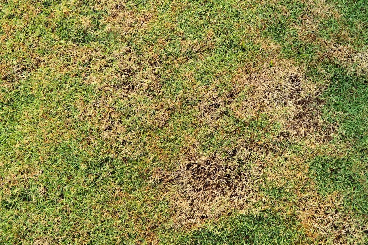 Insects