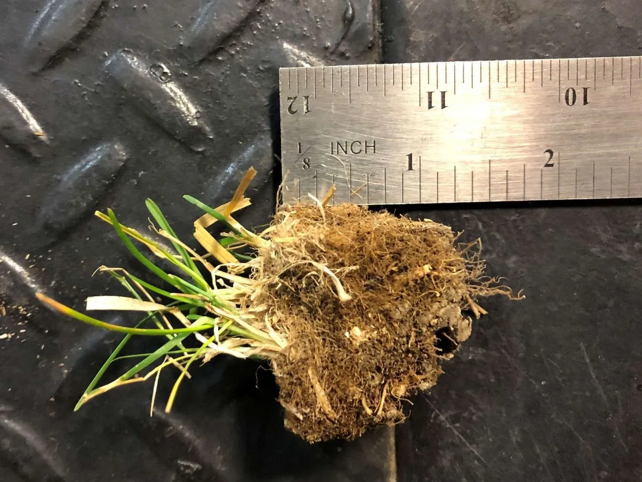 Lawn Thatch