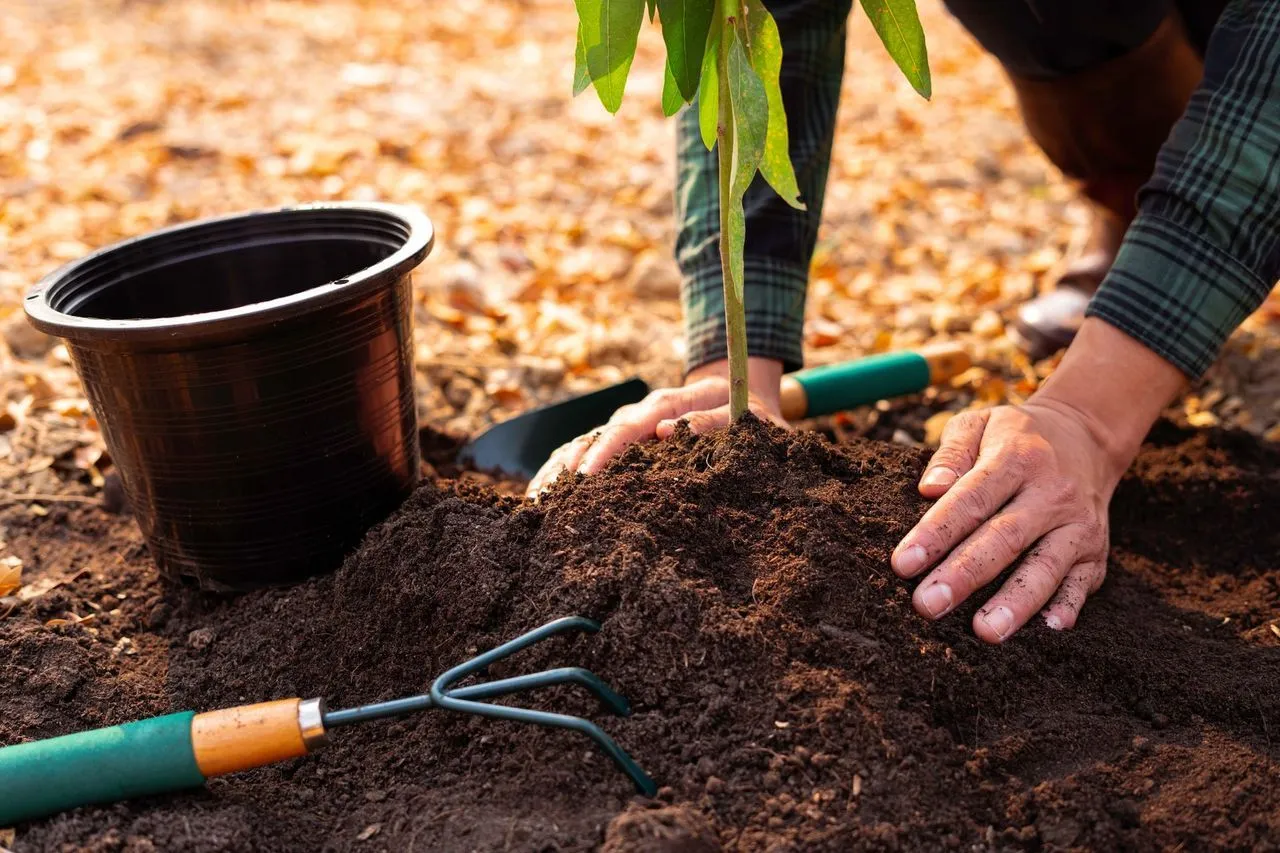 Organic Fertilizer