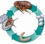 An illustration showing the flea life cycle: eggs, larva, pupa, and adult, arranged in a circular process.