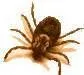 A brown tick shown from a top-down perspective against a plain white background.