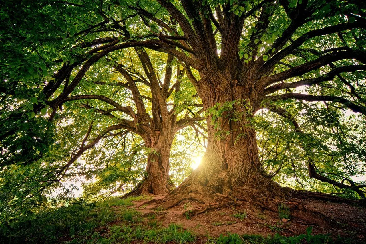 Two large, mature trees stand on a grassy hill, their intertwining branches illuminated by sunlight glowing behind them.