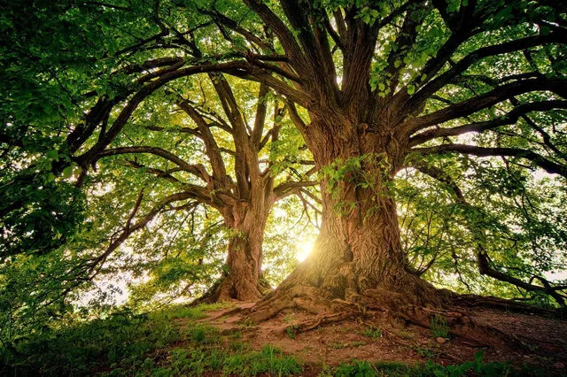 Sunlight streams through the branches of two large, ancient trees with thick trunks on a grassy hillside.