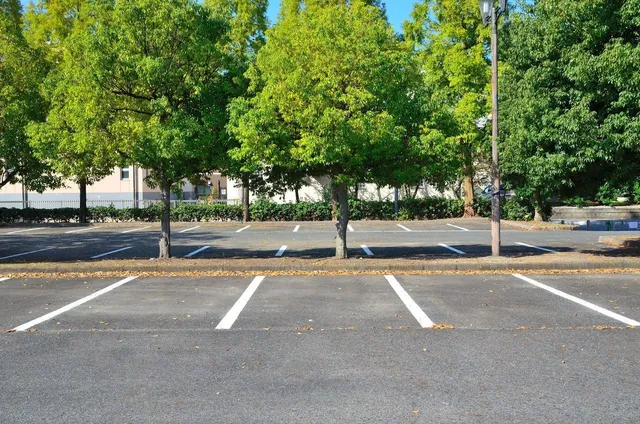 An empty asphalt parking lot with white marked spaces bordered by lush green trees on a sunny day.